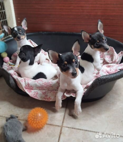 Американский той фокстерьер