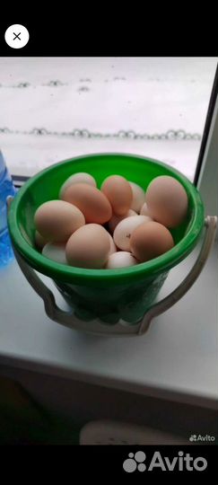 Яйца утинные и куринные