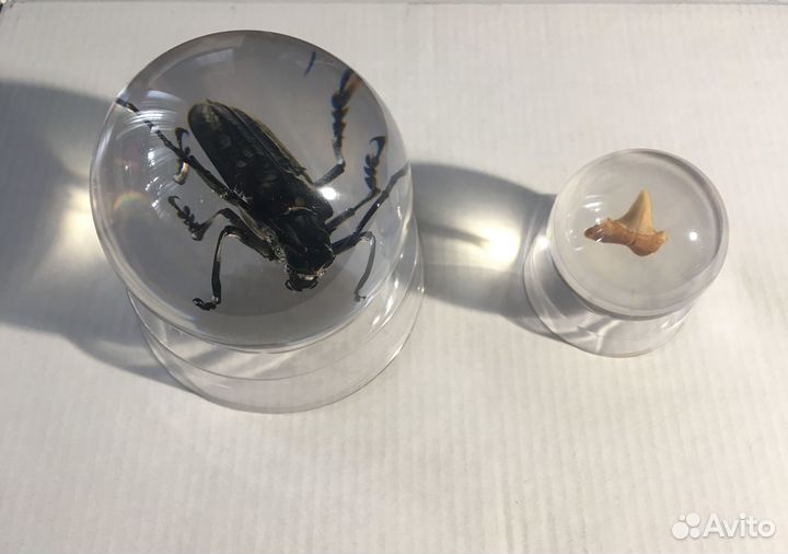 Насекомые в акриле сферы Жук -Усач и зуб акулы