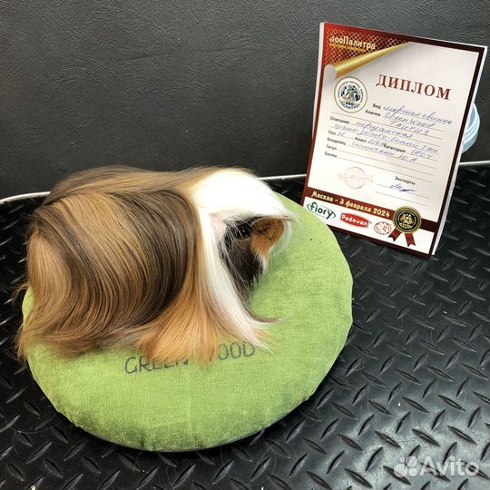 Морская свинка перуанская