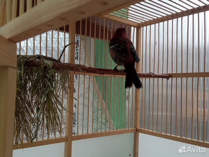 Лесные птицы