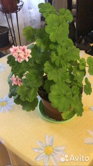 Комнатные цветы бегония, фиалки, герань