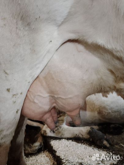 Корова, Бычок на племя