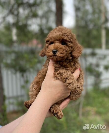Той пудель миниатюрный