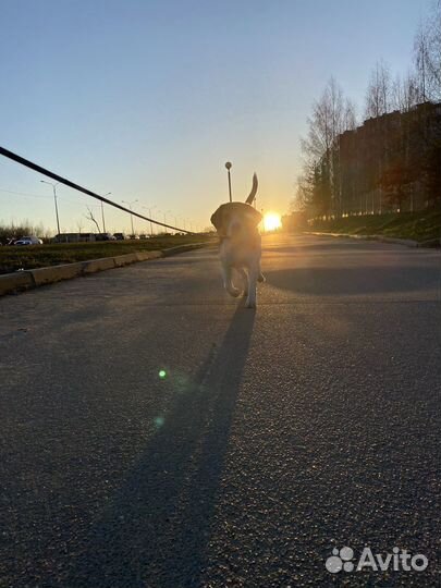 Догситтер