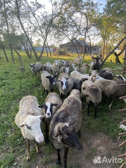 Овцы бараны