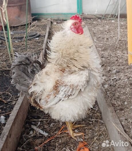 Цыплята несушки