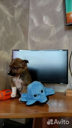 Щенок