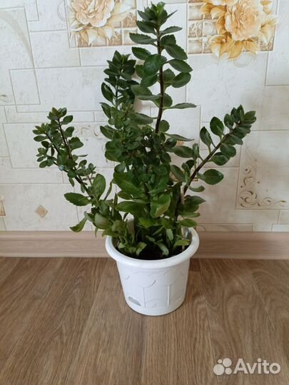 Комнатные цветы каланхоэ