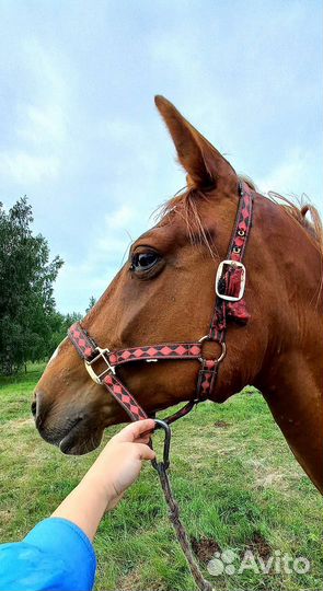 Продажа лошадей