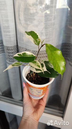 Фикус бенджамина де гантель