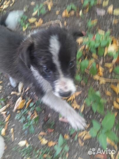 Щенок алабая