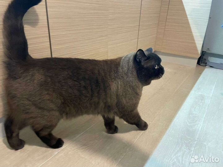 Вязка с Британцем