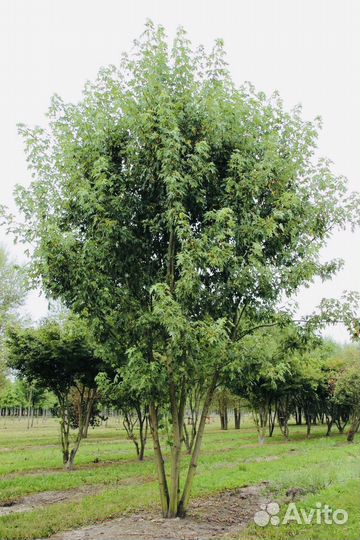 Саженцы клена серебристого