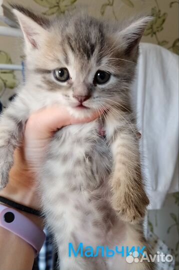 Пушистые комочки счастья