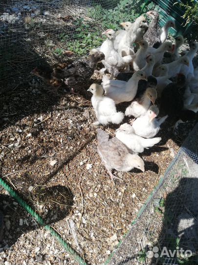 Подросшие цыплята