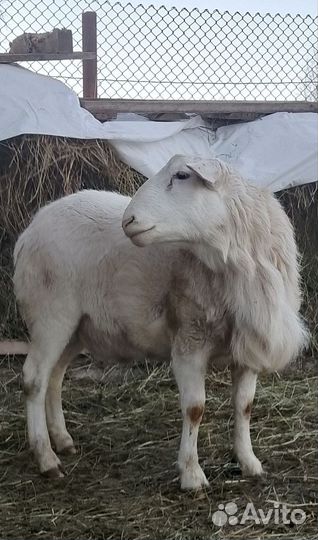 Продам барана на племя
