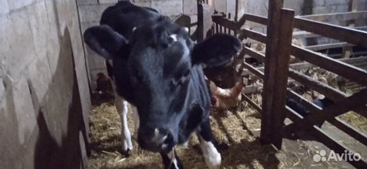 Телка 5месяцев,домашняя