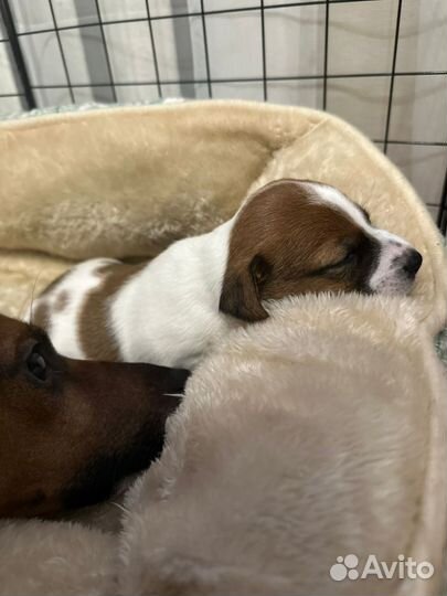 Щенки джек рассел терьер