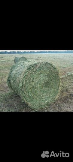 Люцерна в рулонах 2023