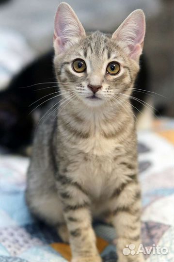 Котенок Соня ищет мампап