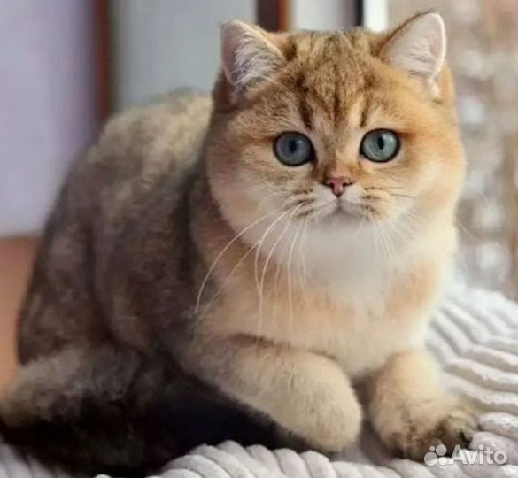 Шикарные котята от шикарных родителей