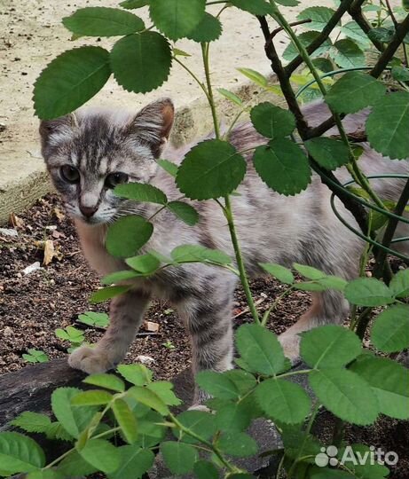 Котята в добрые руки бесплатно