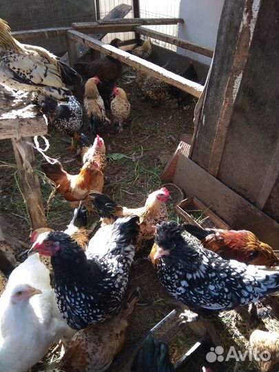 Декоративные куры