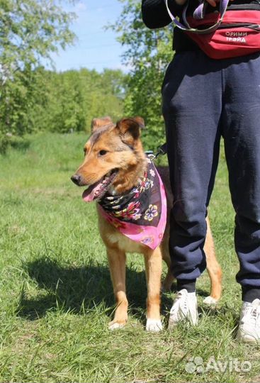 Собака в добрые руки отдам бесплатно