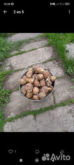 Семенной картофель