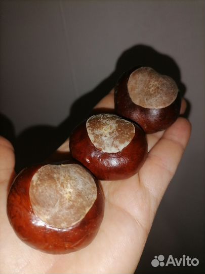 Каштан