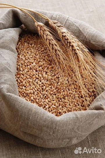 Пшеница в мешках