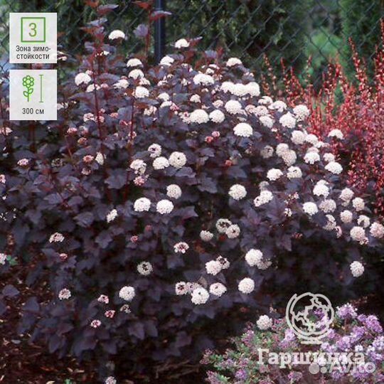 Пкузыреплодник (саженцы с зкс 3 года)