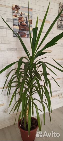 Пальма юкка