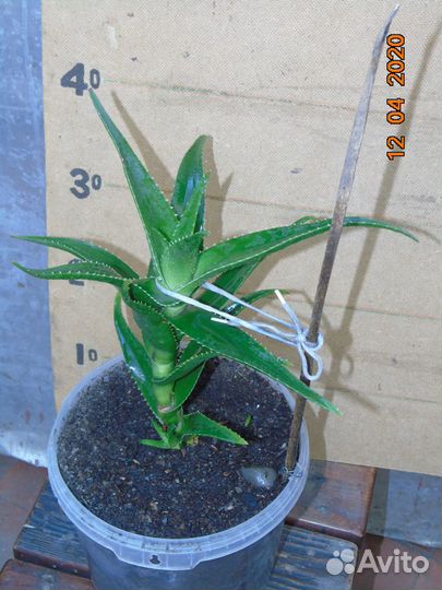 Алоэ: Столетник, Вера