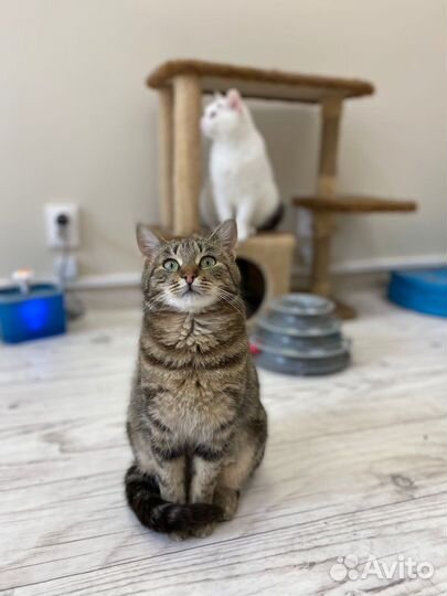 Кошка с сердечком на груди