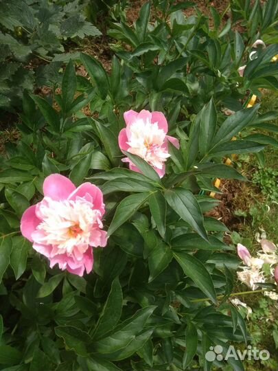 Садовые цветы и растения