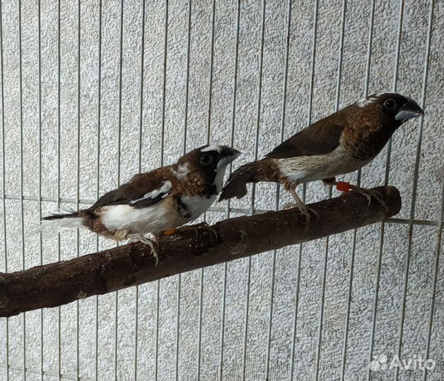 Японские амадины