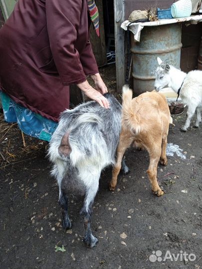 Козочка зааненская