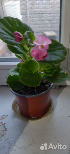 Бегония вечноцветущая