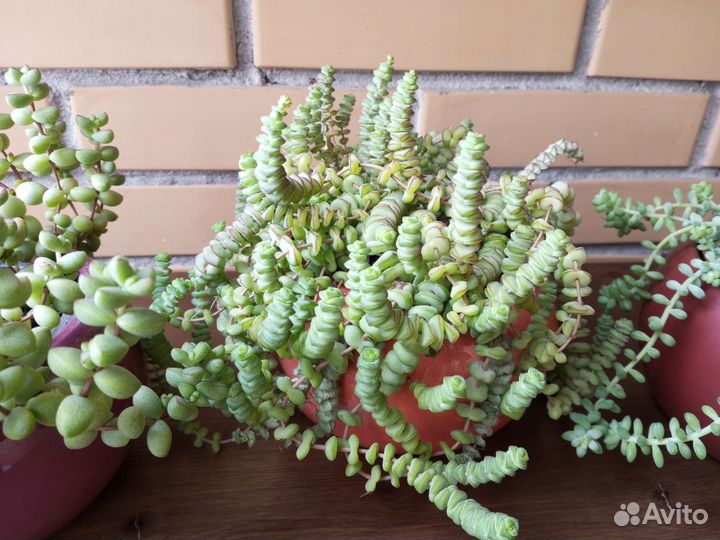 Суккулент Крассула Седум