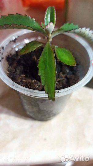 Каланхоэ лечебное