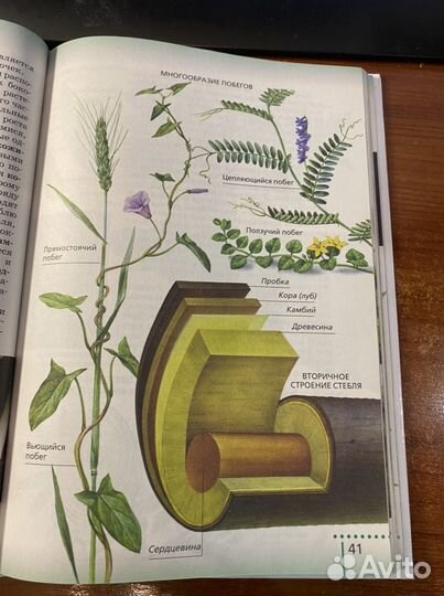 Биология 6 класс учебник/Сонин