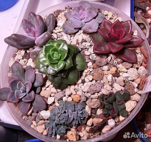 Суккуленты набор
