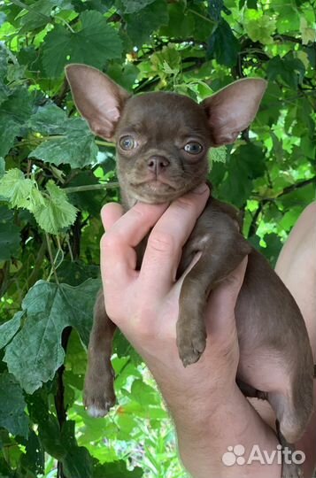 Чихуахуа мини