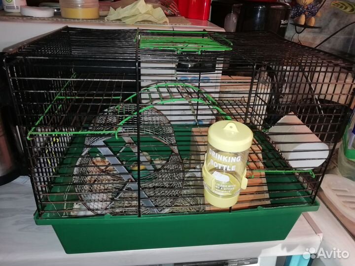 Хомяк джунгарский с клеткой