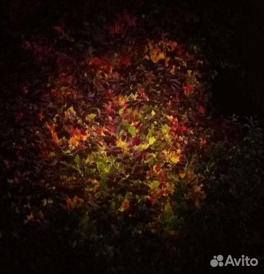 Девичий виноград