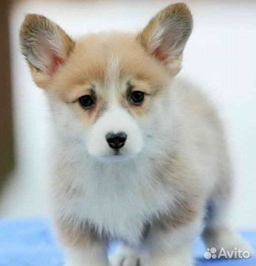 Щенки вельш-корги