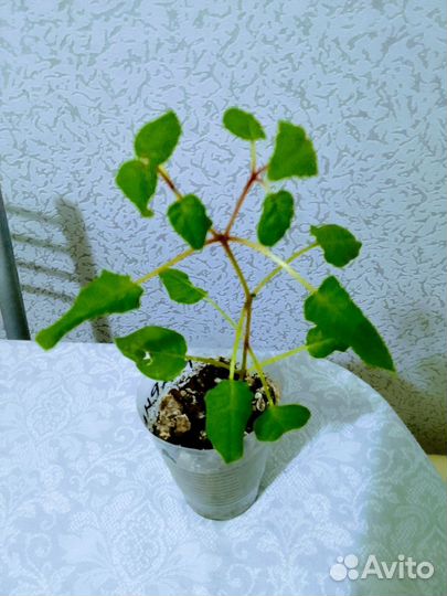 Фуксия, Маринка