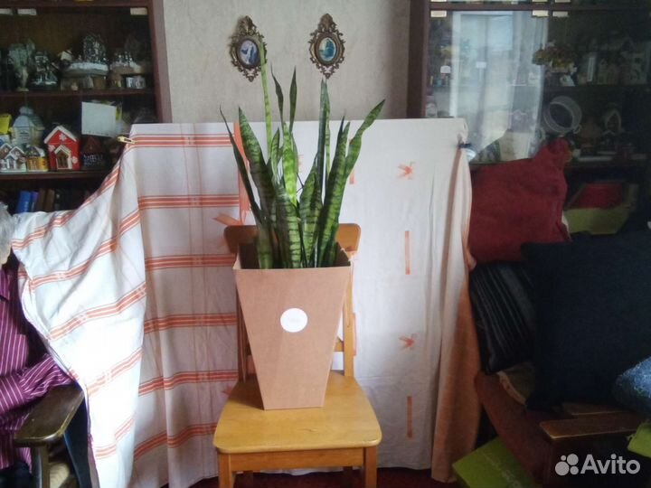 Сансевиерия